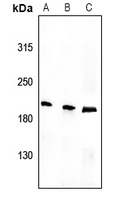 Tensin 1 (phospho-Y1326) antibody