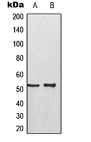 p53 (phospho-S315) antibody