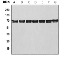 Anti-TRAF3 Antibody