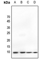 Anti-Ub Antibody