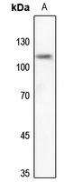 Anti-UBA7 Antibody