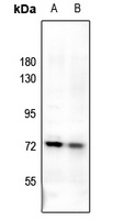 Uromodulin antibody