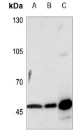 Anti-VASP Antibody