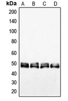 Anti-VASP Antibody