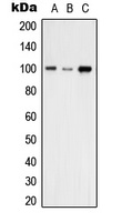 Anti-VAV2 Antibody