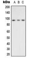 VCP antibody