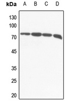 Anti-VGF Antibody