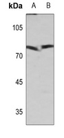 Anti-XRCC1 Antibody