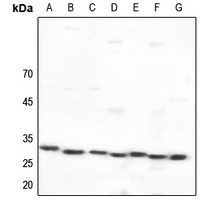 YWHAE antibody