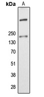 ALMS1 antibody