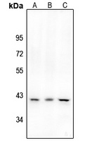 CXCR4 (phospho-S339) antibody