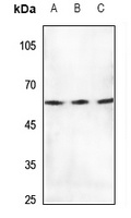 Anti-mTERF Antibody