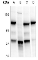 BRD3 antibody