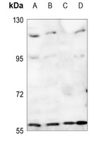 AAAS antibody