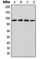 LZTR1 antibody