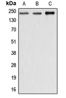 Anti-Dysferlin Antibody