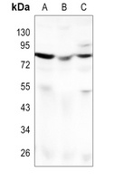 Anti-Frizzled 9 Antibody
