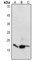 Anti-Histone H3 (Acetyl-K9) Antibody