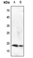 HIST1H3A (phospho-S10) antibody