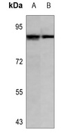 CUL3 antibody