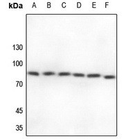 CUL2 antibody