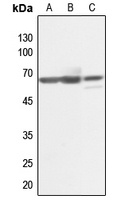 KLF11 antibody