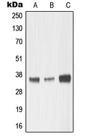 MMP23A antibody