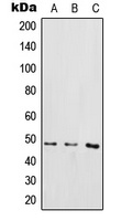 IKBKG (phospho-S85) antibody