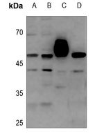 COPS3 antibody