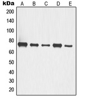 Anti-p63 Antibody