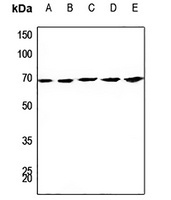 Anti-CDC23 Antibody