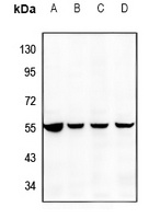 TNFRSF25 antibody