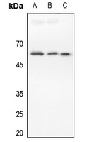 Anti-DR4 Antibody