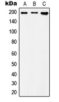 Anti-IQGAP1 Antibody