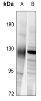 NRP1 antibody