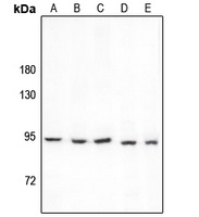 Anti-PCAF Antibody