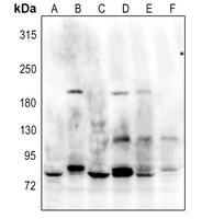 Anti-GANP Antibody