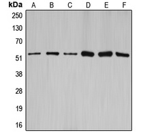 Anti-Cyclin A1/2 Antibody