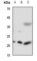 RAB7L1 antibody