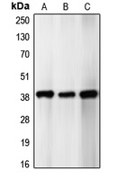 Anti-p39 Antibody