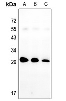 NOL3 antibody