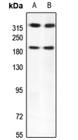 KALRN antibody