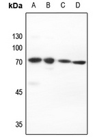 Anti-PIAS2 Antibody