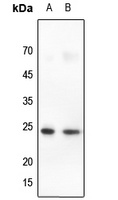 CLDN10 antibody