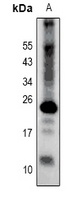 CLDN2 antibody