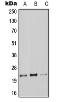 CLDN9 antibody