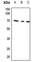 Anti-AIFM1 Antibody