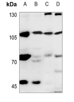 Anti-EXO1 Antibody