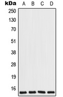 Anti-COX7A2L Antibody