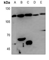 Anti-GEF H1 Antibody